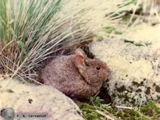 Inauguran exposición en favor de la fauna silvestre 'chilanga'