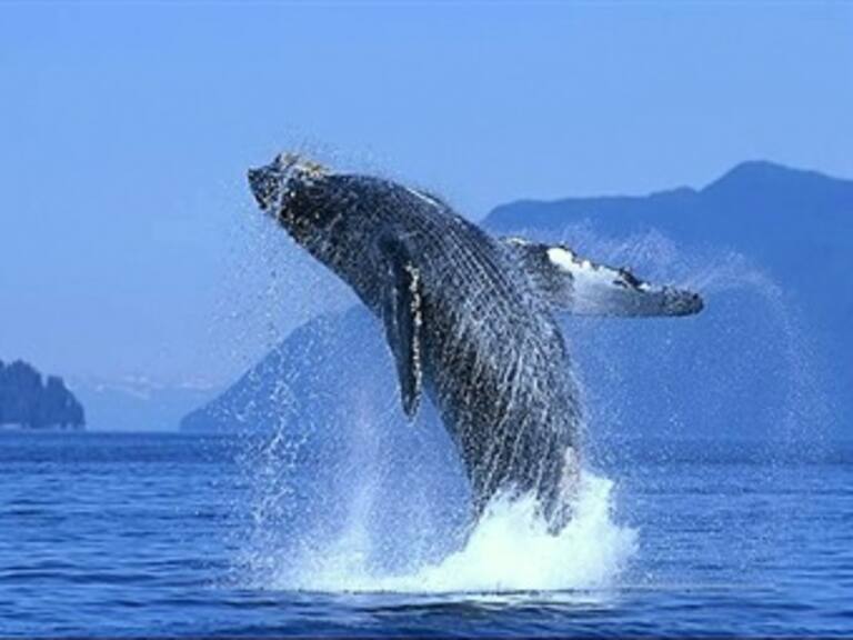 Inicia temporada de avistamiento de ballenas en mares mexicanos