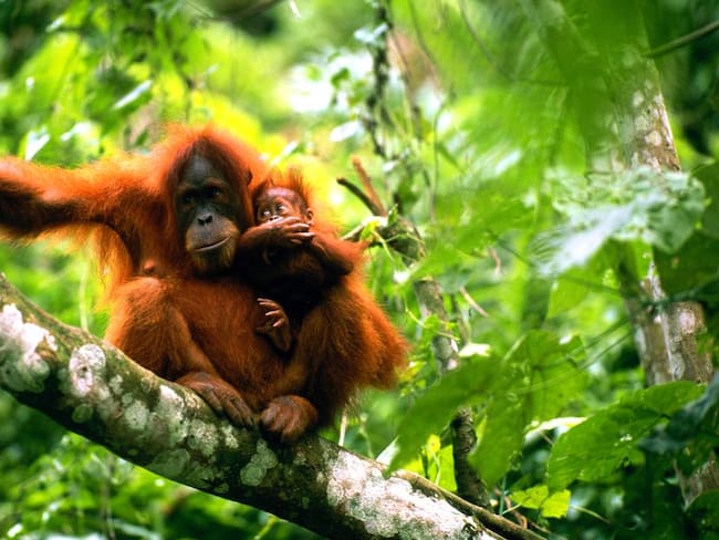 &quot;Tinder para monos&quot;. Una forma de salvar a los orangutanes de la extinción