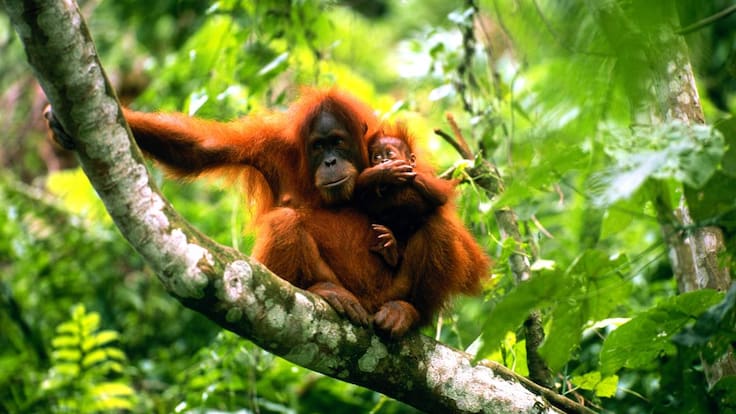&quot;Tinder para monos&quot;. Una forma de salvar a los orangutanes de la extinción