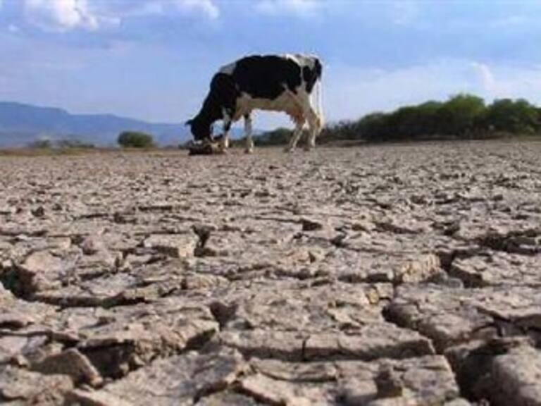Afecta sequía a 7 millones de hectáreas: CNC