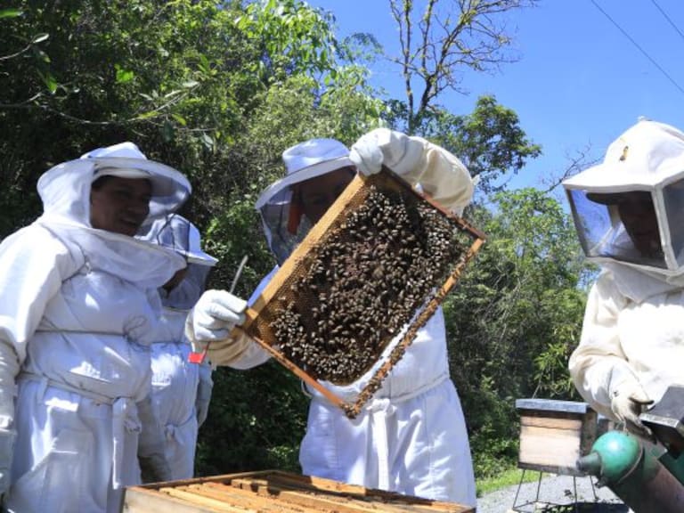 Jalisco lidera la producción de miel en México