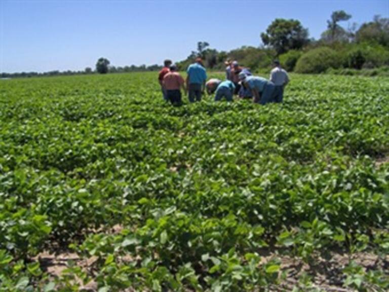 Descarta Sagarpa escasez de alimentos tras heladas