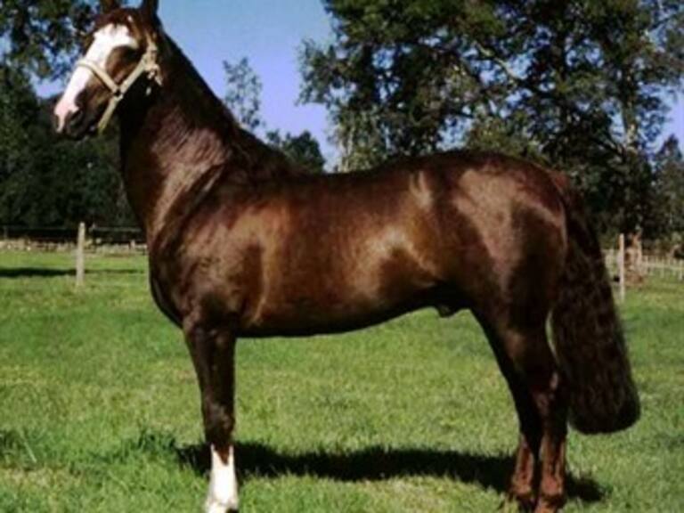 Clonan en Argentina primer caballo en Latinoamérica