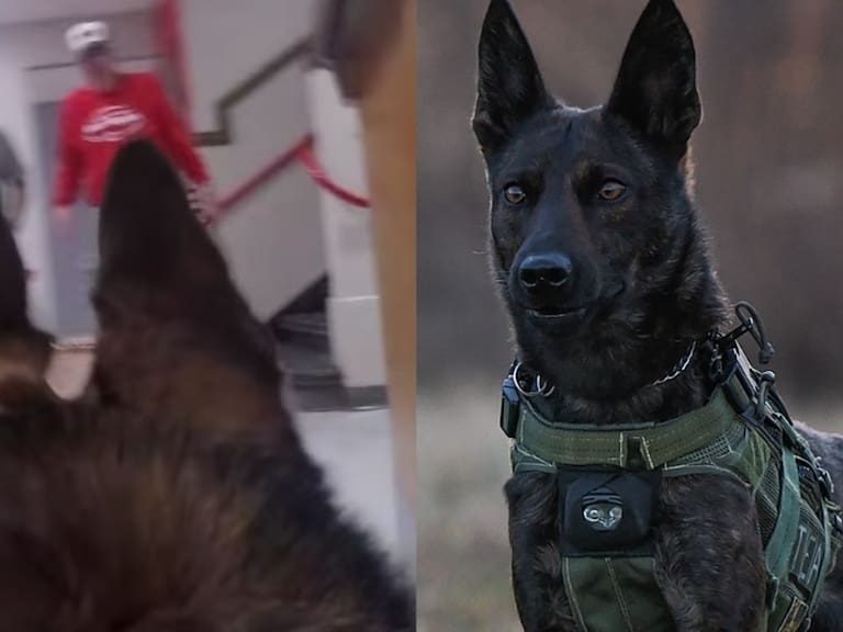 Ex militar entrena a perros K9 para abatir a tiradores activos