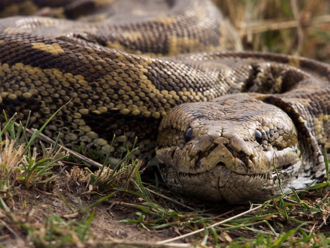 Serpiente pitón se traga a mujer en Indonesia; Así rescataron el cadáver