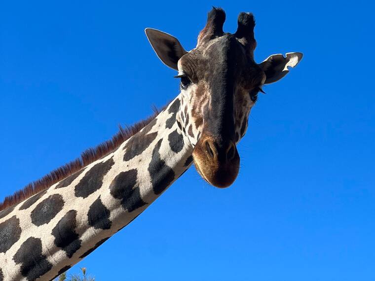 El traslado de la jirafa Benito de Chihuahua a Puebla