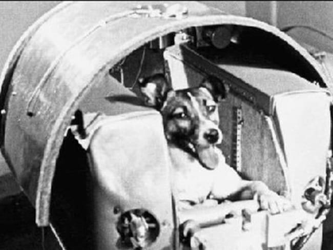 Laika, la perrita que viajó al espacio y no regresó