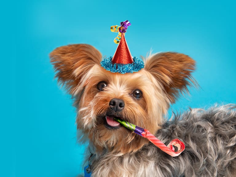 Estos son los perros que se han robado el corazón de algunos famosos