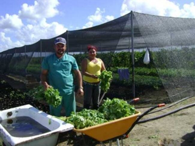 Urge legalizar a trabajadores para salvar agricultura en Alabama: WP