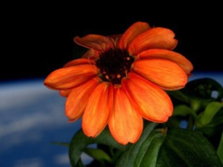 Conoce a la primera flor crecida en el espacio exterior
