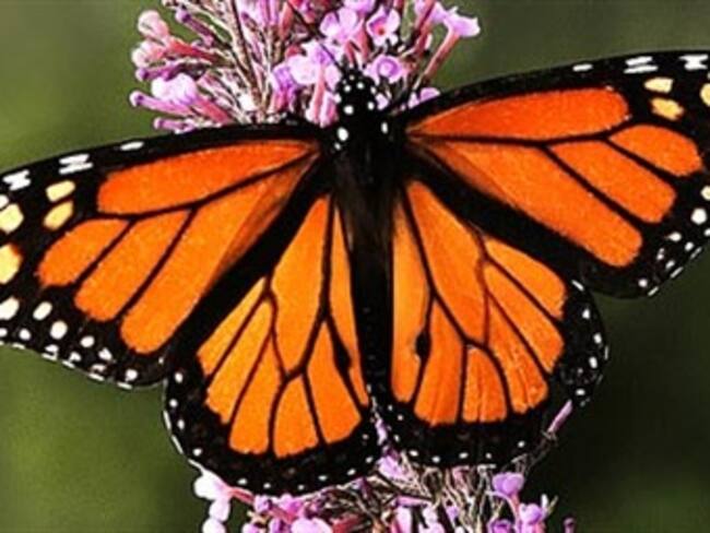 Descubre cómo llegan las monarcas a México