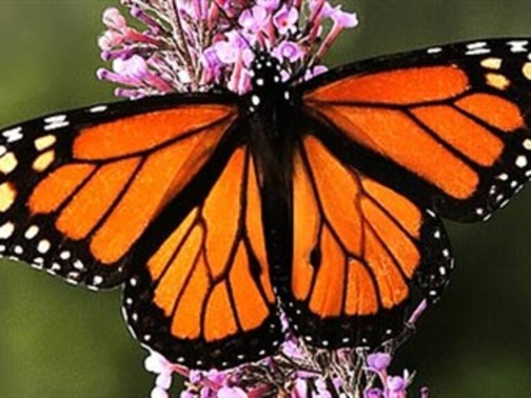 Descubre cómo llegan las monarcas a México