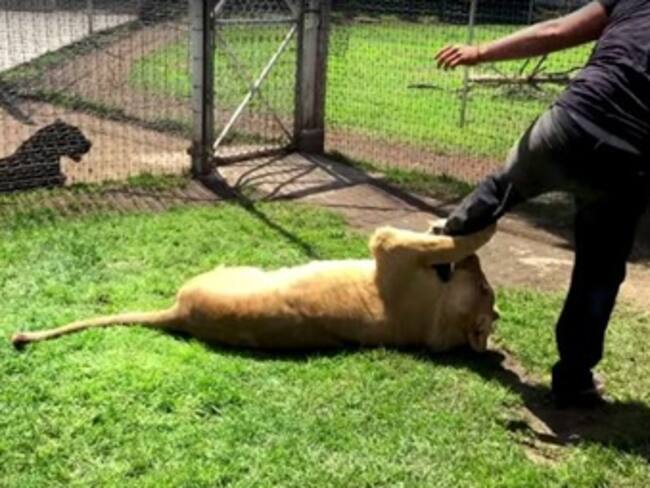 Así reacciona una leona cuando la visita el hombre que la rescató