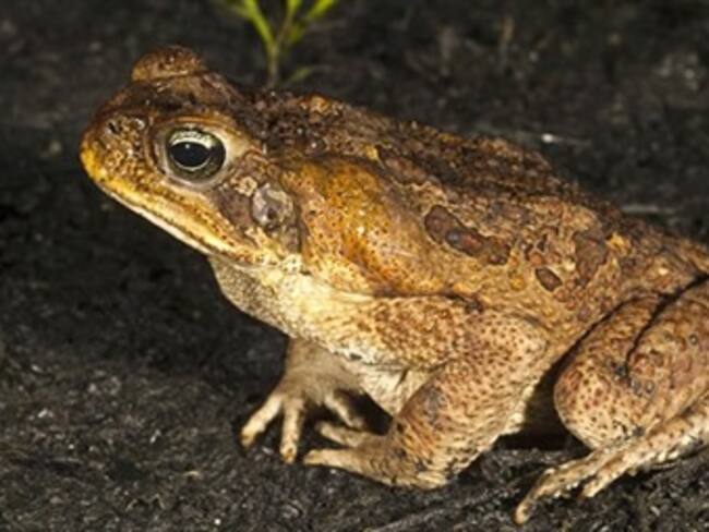 Miles de sapitos invaden las calles de Filadelfia