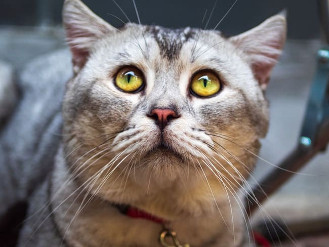 Vietnam rescata más de 400 gatos que iban a ser vendidos para consumo humano
