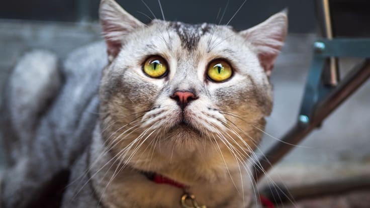 Vietnam rescata más de 400 gatos que iban a ser vendidos para consumo humano