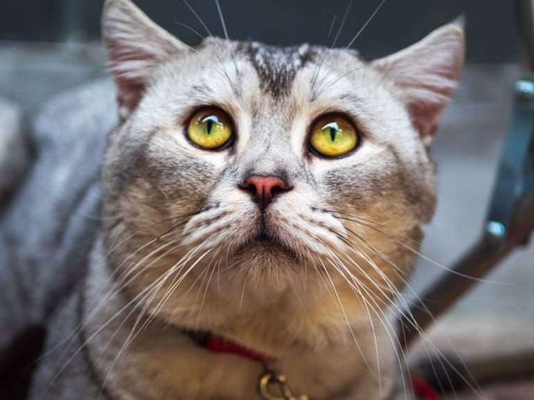Autoridades rescatan cientos de gatos destinados al mercado de carne en Vietnam. Getty Images