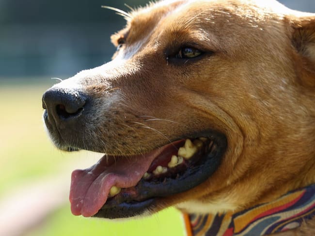 Ola de calor en México: a qué hora NO sacar a pasear a tu perro y cómo evitar un golpe de calor