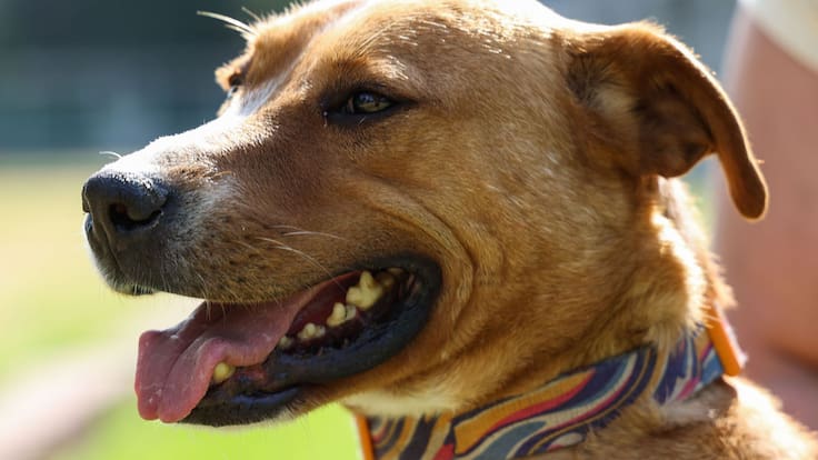 Ola de calor en México: a qué hora NO sacar a pasear a tu perro y cómo evitar un golpe de calor