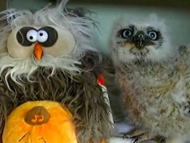 Un búho "baila" con su amigo de peluche