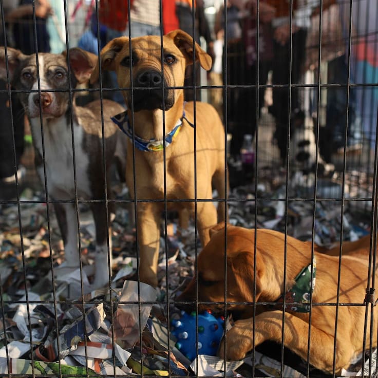 ¿Equipo Lomito o Equipo Michi? El tierno evento en la CDMX para encontrar a tu nuevo mejor amigo