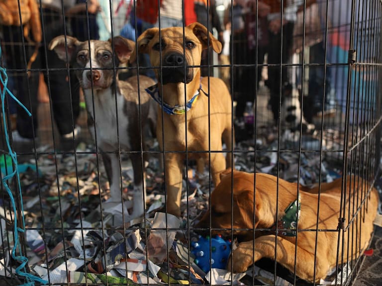 ¿Equipo Lomito o Equipo Michi? El tierno evento en la CDMX para encontrar a tu nuevo mejor amigo