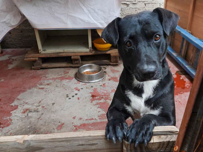 Envenenamiento de perros