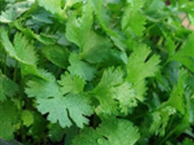 Cilantro. Luis, asistente de producción de 'El Mañanero'