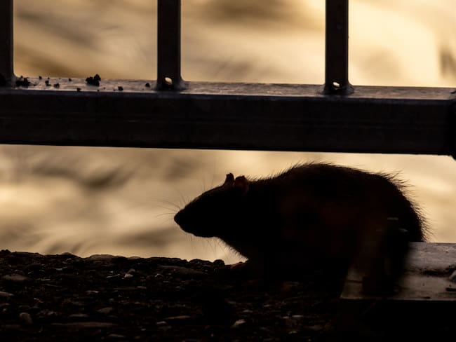 ¿Es seguro viajar tras los casos de hantavirus? Esto dicen OMS y expertos sobre el riesgo real