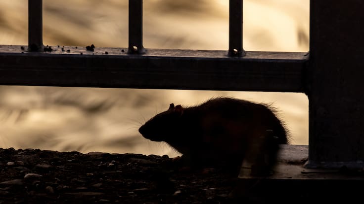¿Es seguro viajar tras los casos de hantavirus? Esto dicen OMS y expertos sobre el riesgo real