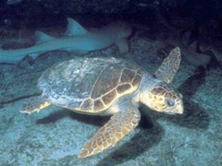Mueren tortugas en costas de Guerrero