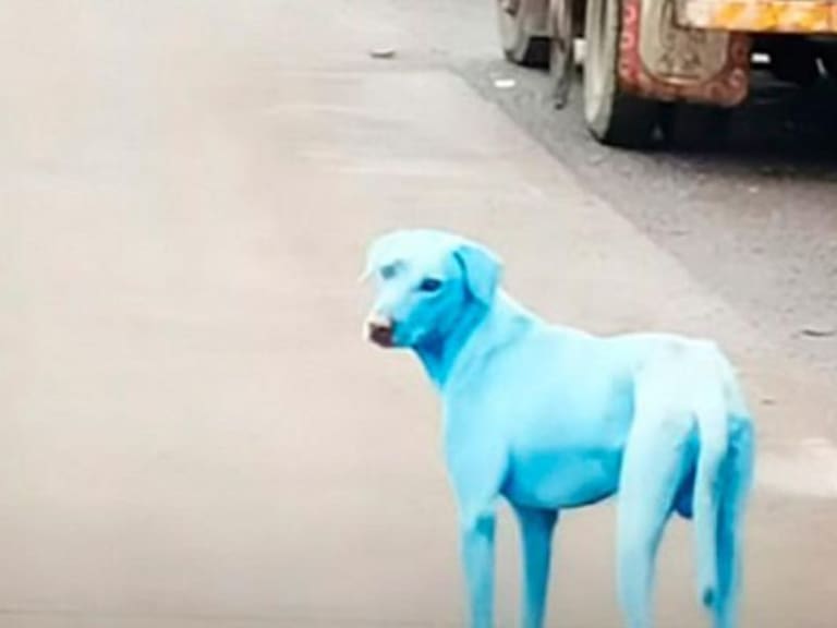 El dramático caso de los perros azules en la India