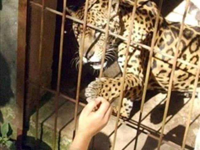 Establecen sanciones millonarias por maltrato animal