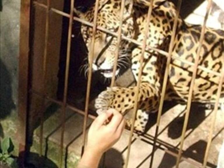 Establecen sanciones millonarias por maltrato animal