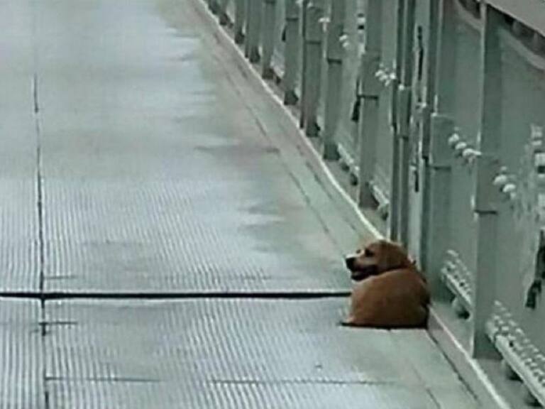 Perrito espera todos los días a su dueño en el puente donde perdió la vida