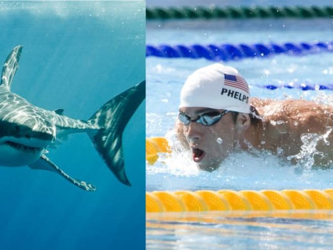 [Video] Michael Phelps nadó contra un tiburón blanco