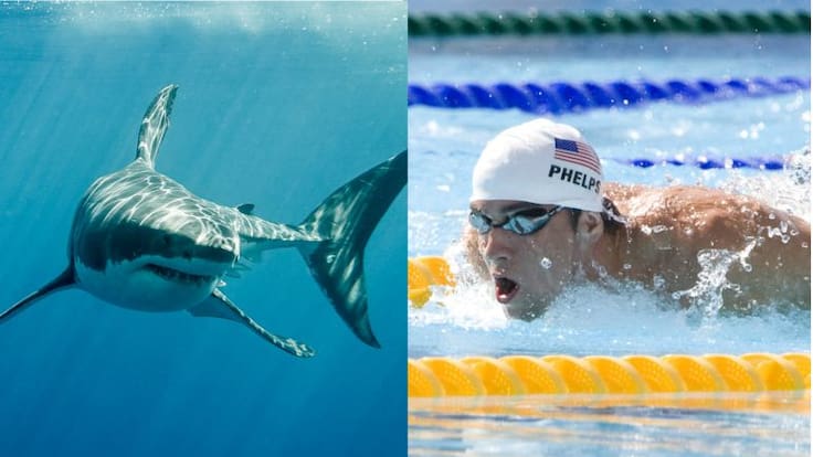 [Video] Michael Phelps nadó contra un tiburón blanco