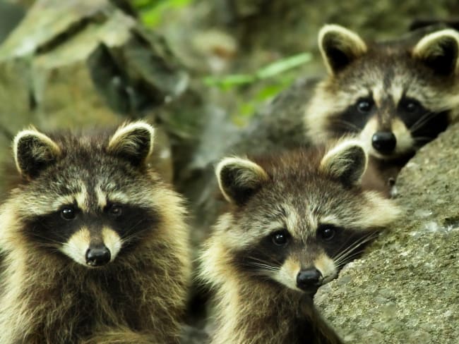 “Es habitual”: Esto dijo el ISSSTE sobre el video de TRES mapaches en quirófano de hospital en Acapulco