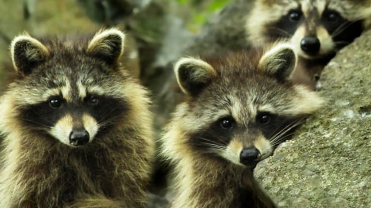 “Es habitual”: Esto dijo el ISSSTE sobre el video de TRES mapaches en quirófano de hospital en Acapulco