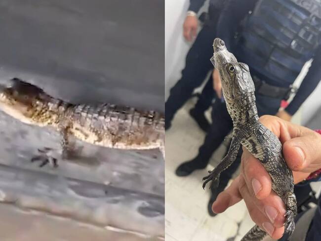 Hallan 2 cocodrilos bebés paseando en estaciones del Metro de CDMX | VIDEOS