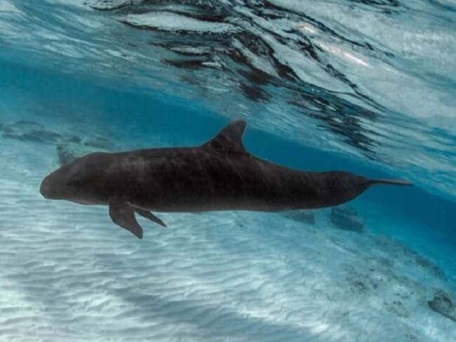 Así ayudan a ‘Bebé Keiko’ en Quintana Roo a regresar a su hábitat