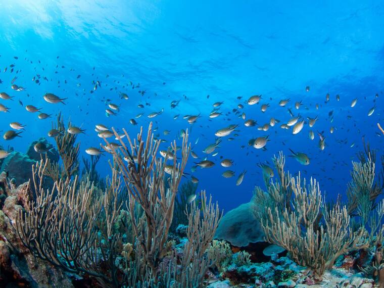El lunes Semarnat publicó 20 decretos de nuevas Áreas Naturales Protegidas