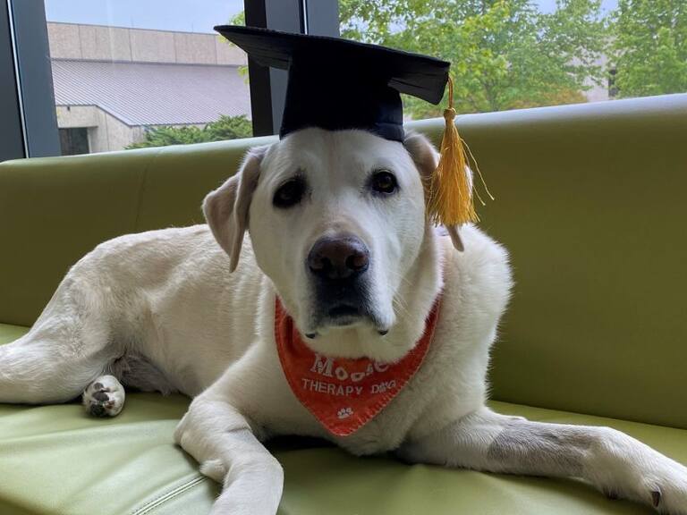Moose, el perrito de terapia que recibió doctorado por la Universidad