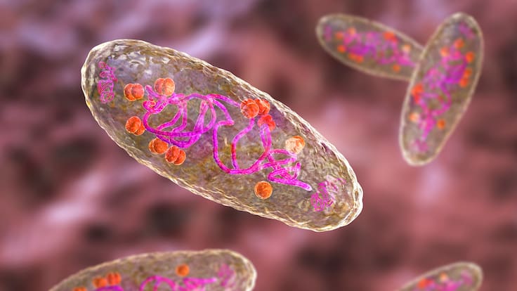 ¿Qué tan peligrosa es la peste negra en 2025? Una persona murió por peste neumónica en Arizona