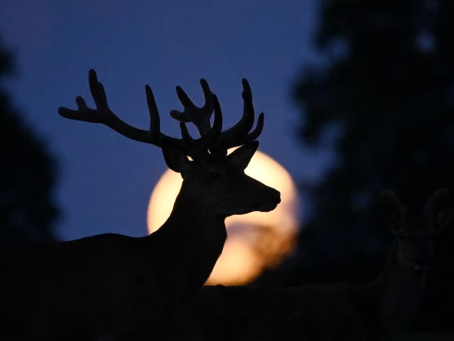 Luna de Ciervo 2026: cuándo y cómo ver en México la espectacular luna llena de julio