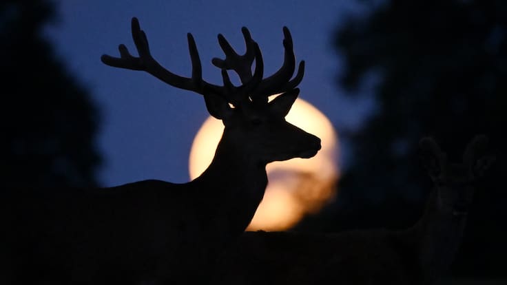 Luna de Ciervo 2026: cuándo y cómo ver en México la espectacular luna llena de julio