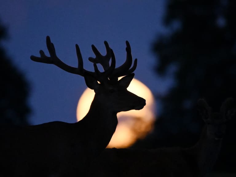 Luna de Ciervo. (Photo by Sergei Gapon/Anadolu Agency via Getty Images)