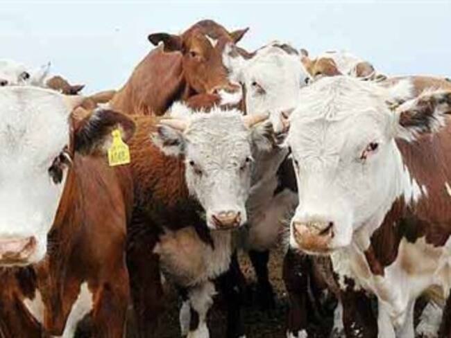 Extiende Japón medidas contra carne de ternera contaminada