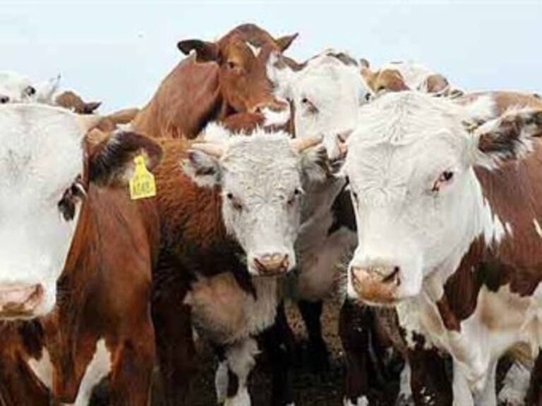 Extiende Japón medidas contra carne de ternera contaminada